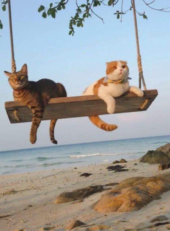 海边度假的小猫 