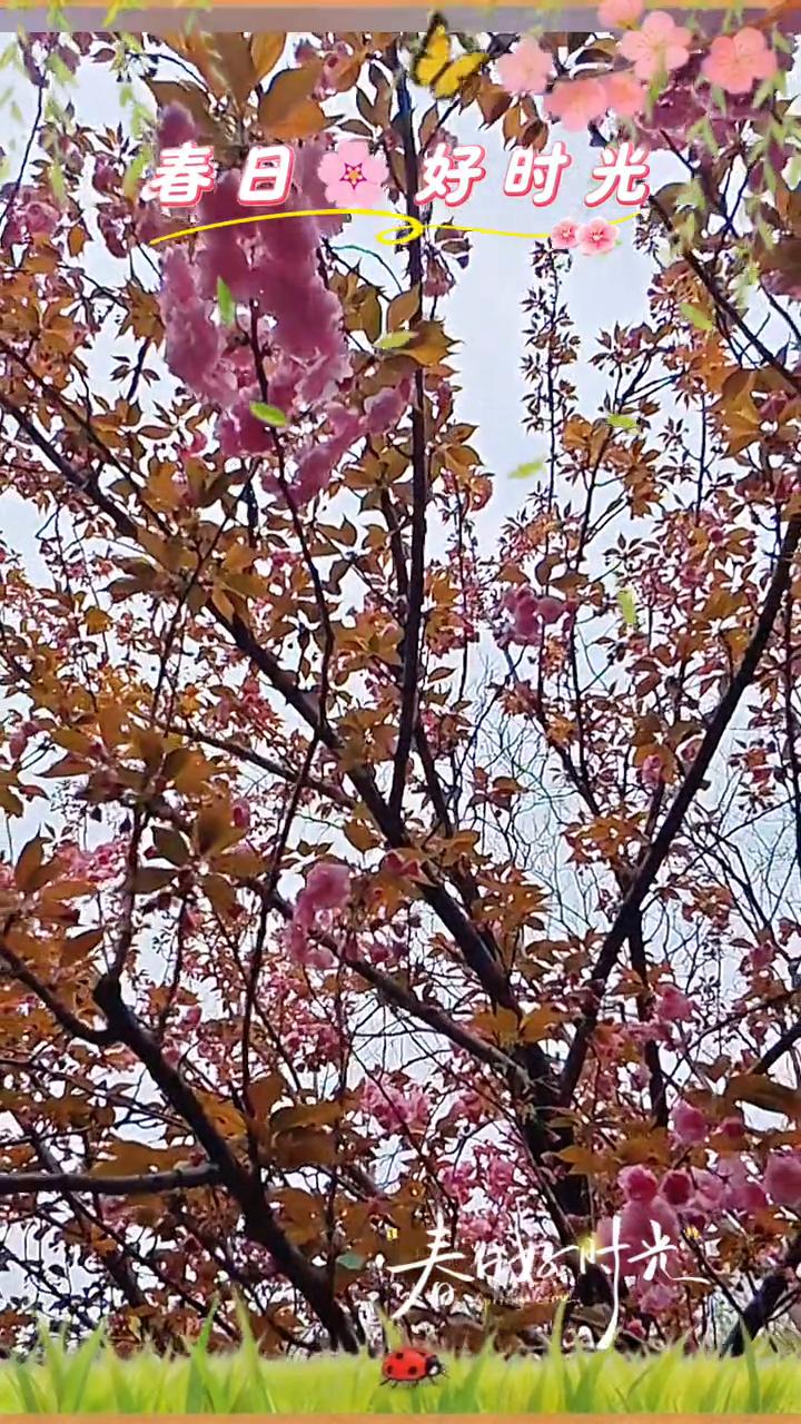 春日好时光。