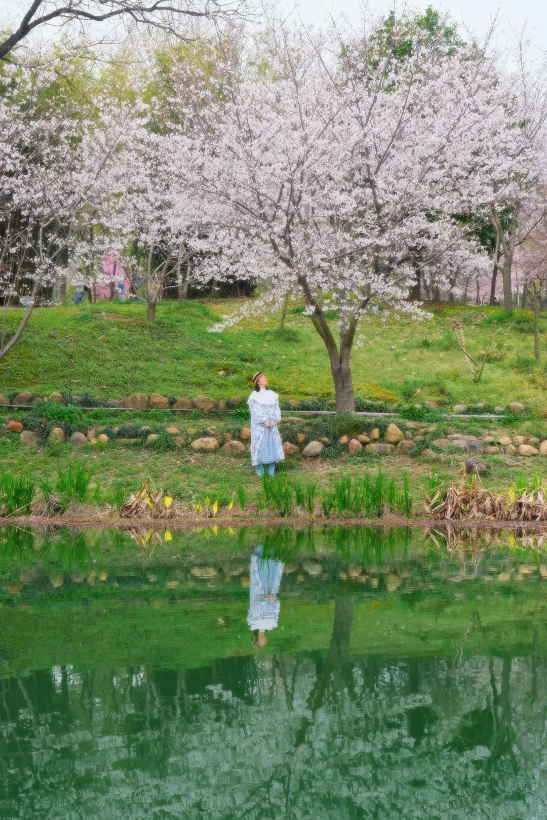 可以和武汉大学媲美樱花的学校出现了🌸