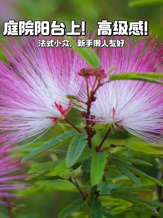 🌸合欢姬盆栽，小香风首选✨