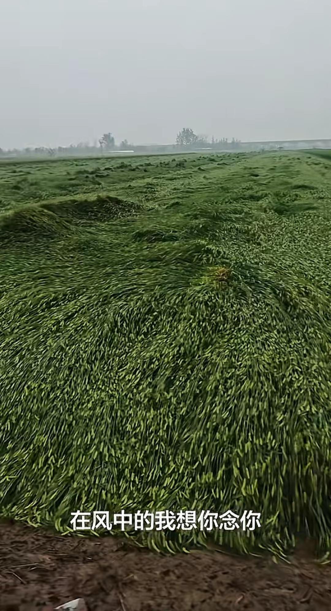 昨天晚上大风强对流天气，导致小麦倒伏。河北，河南，山东麦田倒伏现场