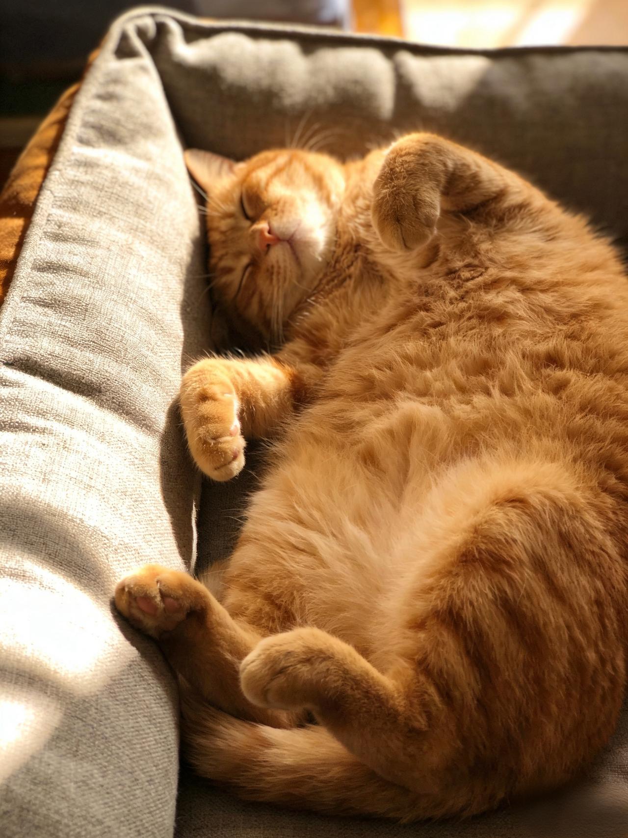 《猫咪的“午睡大师”养成记》

我家猫咪最爱睡觉了，一天大半时间都蜷在沙发上呼呼