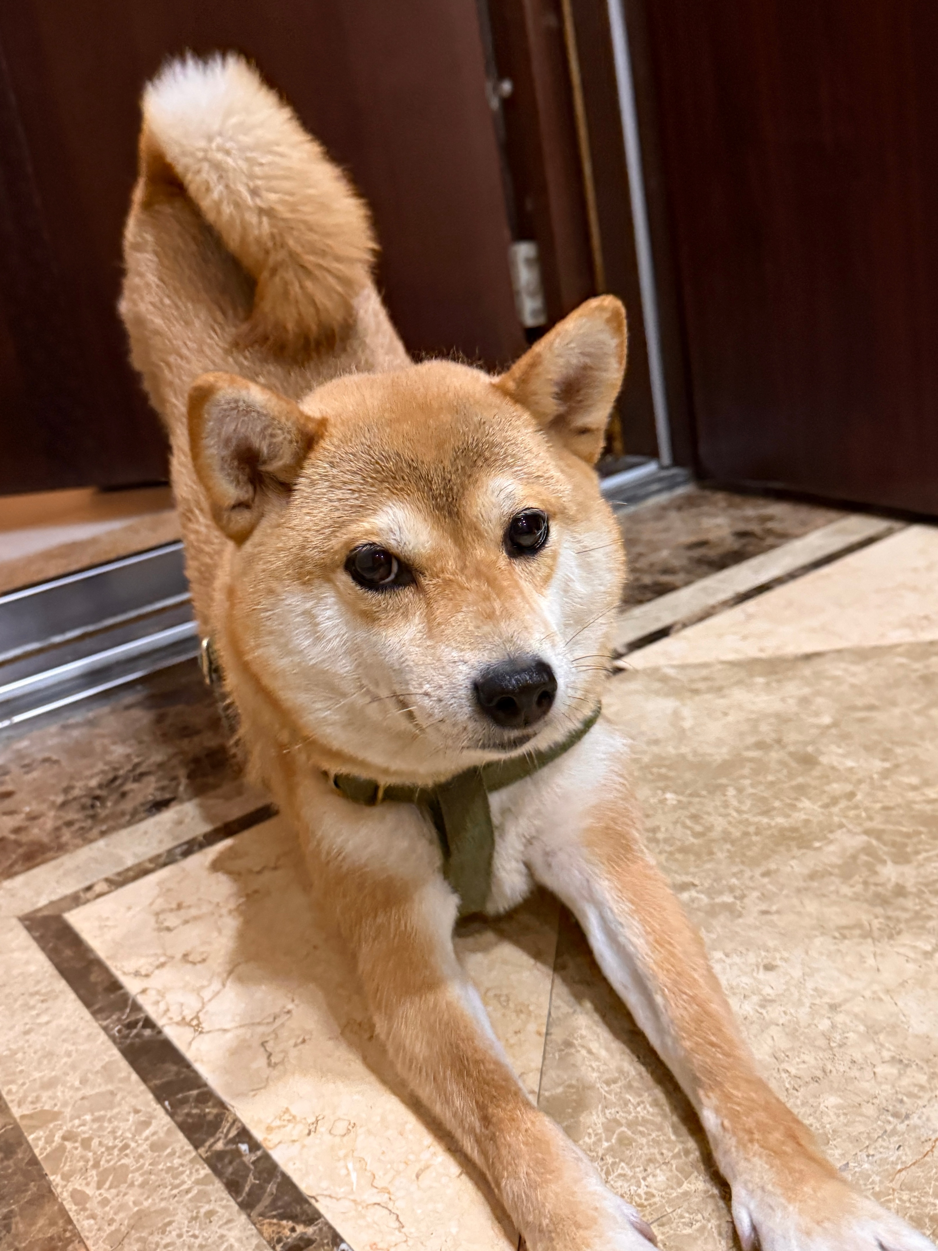 贱贱