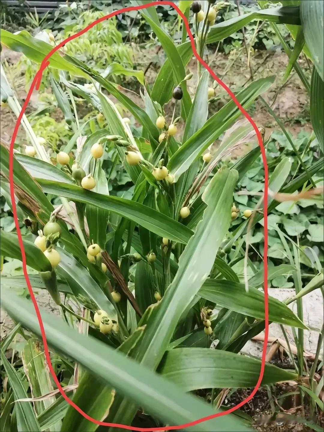 这种植物，只有五六十年代的人才认识，八0，九0后的人很少认识这种植物了。

这种