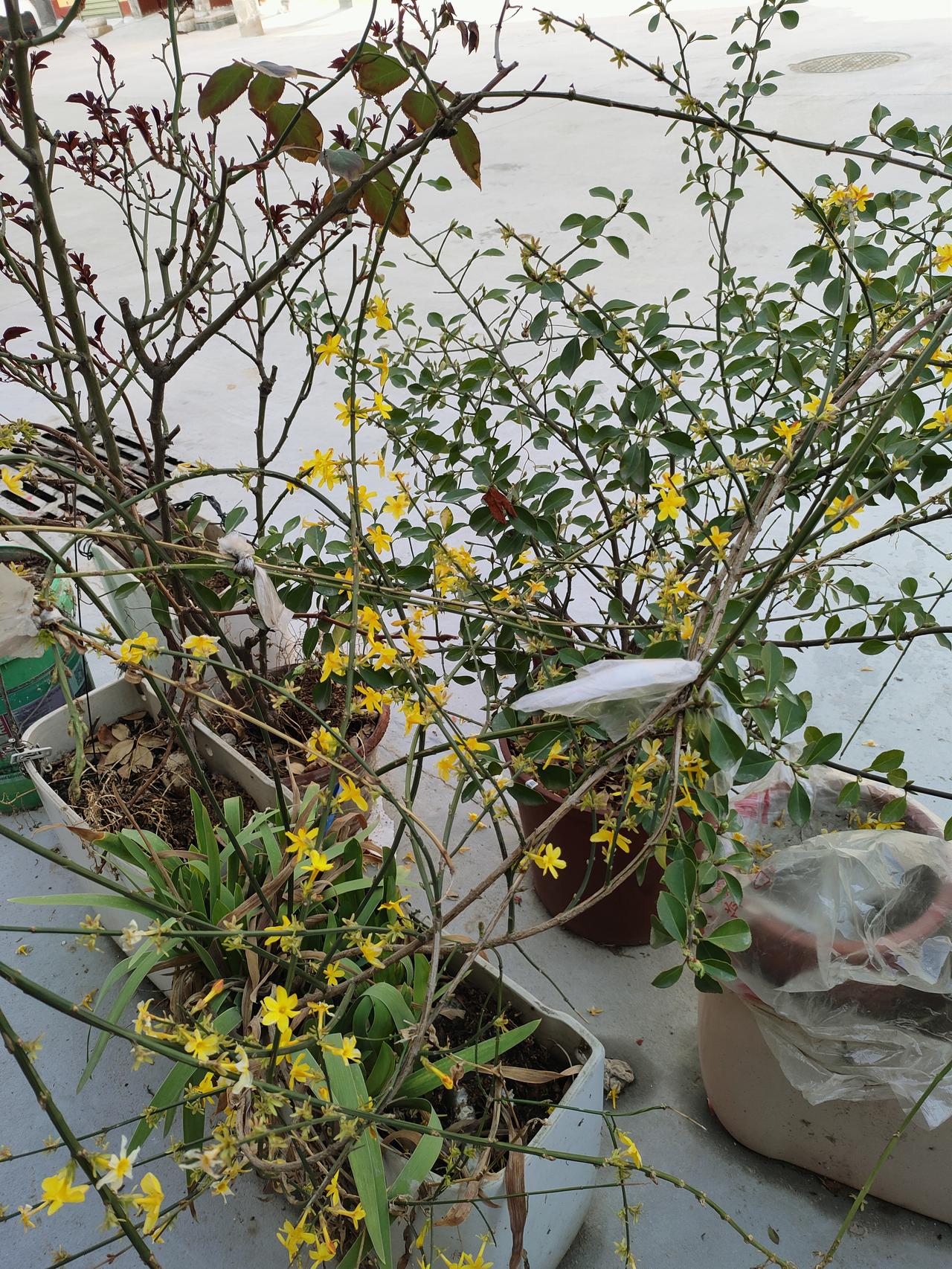 新年爱好打卡春日暖阳下，迎春花悄然绽放，点点金黄缀满枝头，生机盎然，满是欢喜。