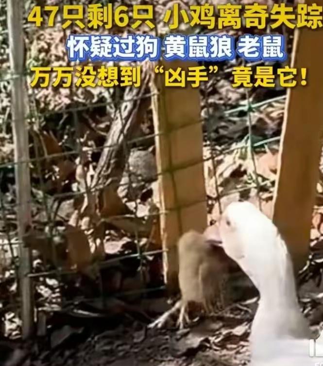 近日，福建厦门。女子在自家的后院，把鸡鸭圈在一起混养。她养了47只小鸡，近日总是