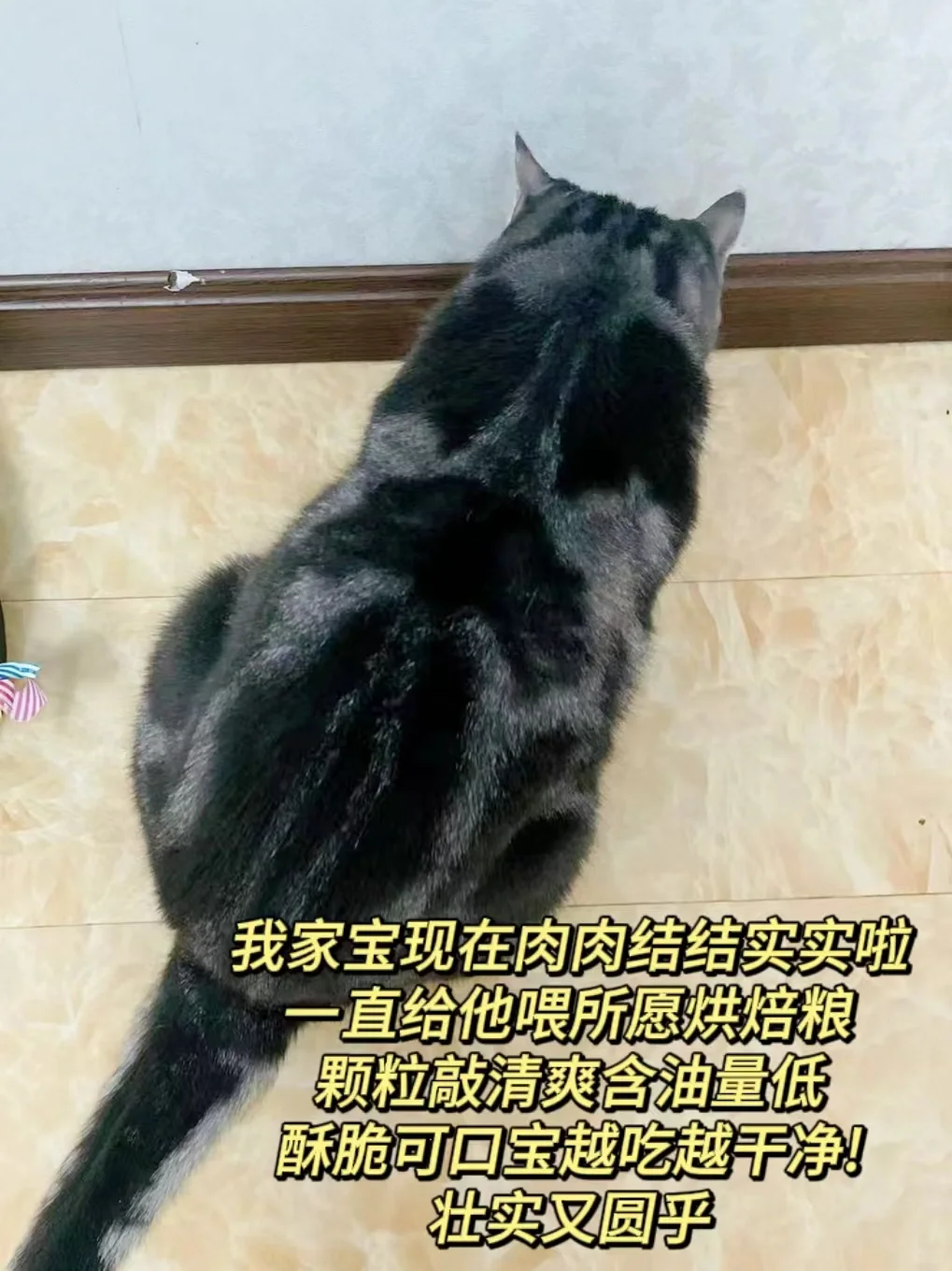 还求猫粮推荐❓超能打宝藏大盘点