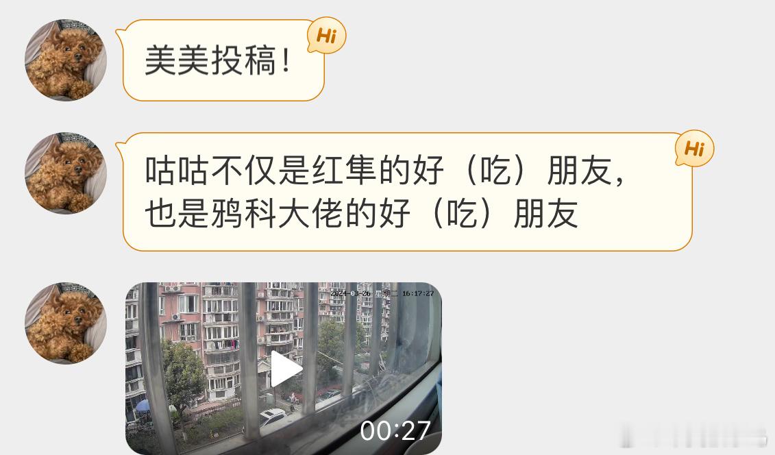 #鸟粉投稿# 名场面系列红隼打包自己最好吃的朋友已经见怪不怪了这次嫌疑鸟是两只喜