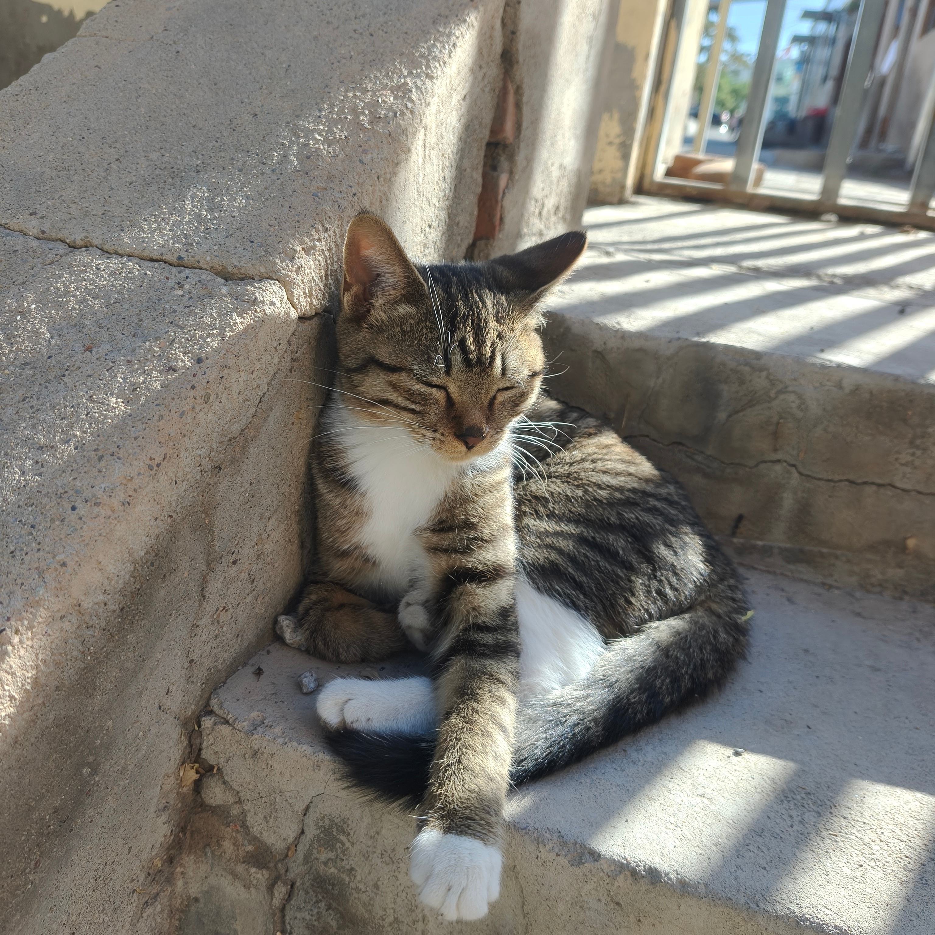 看着这只慵懒的小猫咪🐱好幸福呀～它还冲你招招手，仿佛在说早上好呀🌞 