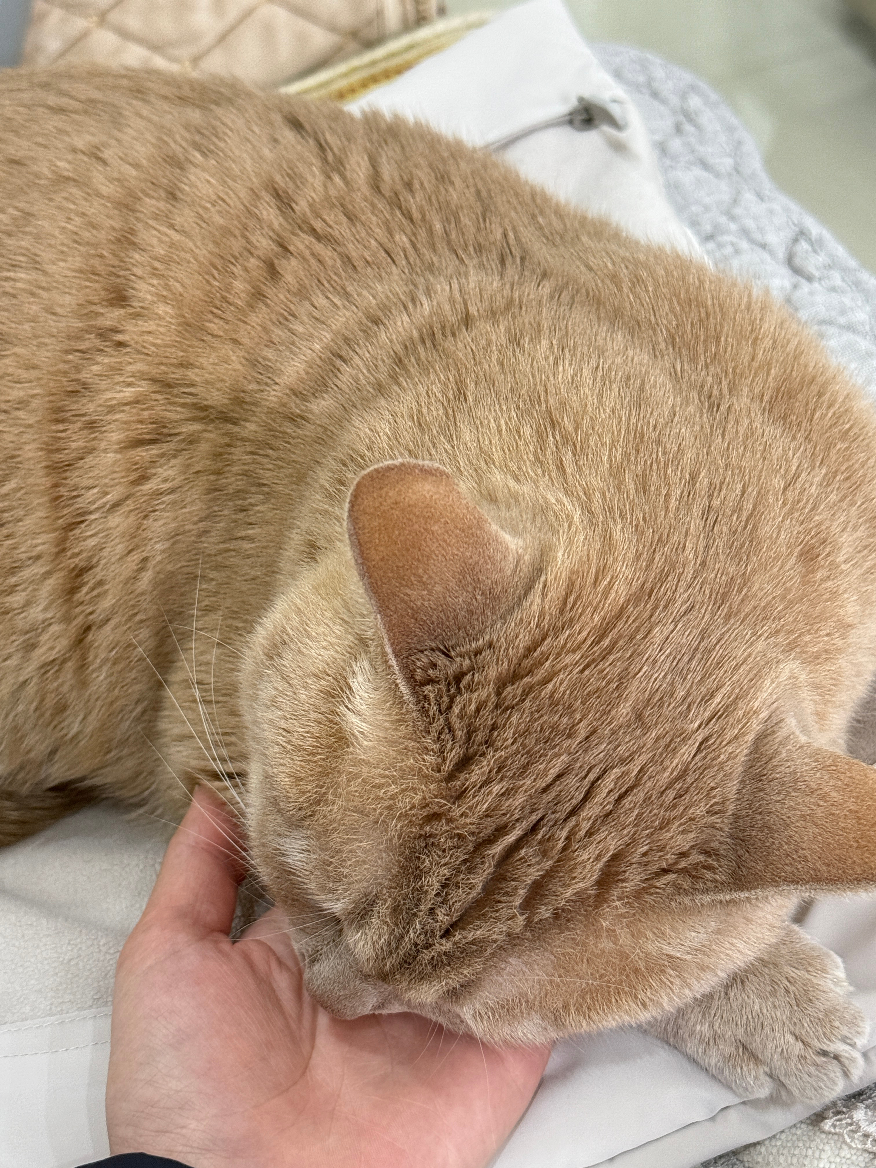 小猫自然睡醒和被喊醒的区别小猫是能被喊醒的吗？我家怎么每次睡得跟猪一样回家见橘子