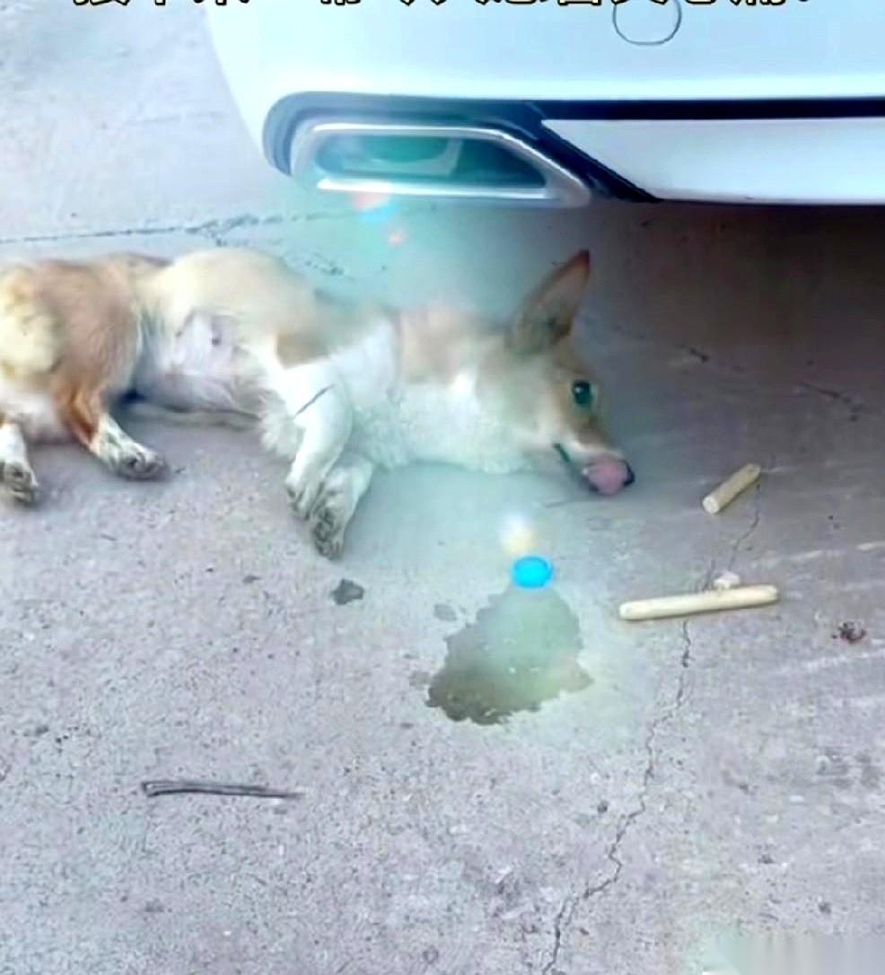 后视镜里，一个黄点死死咬住车尾，不管怎么加速，就是甩不掉。
司机皱着眉，哪来的狗