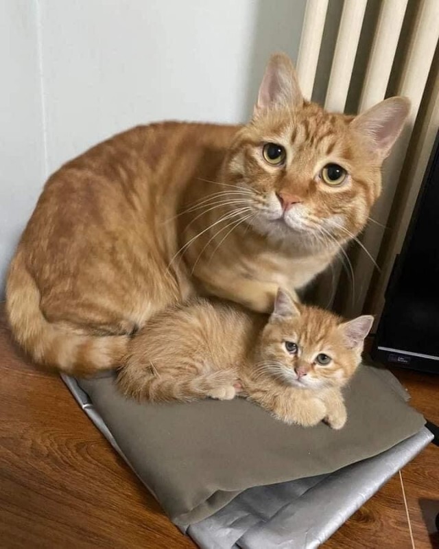 带娃猫猫 ​​​