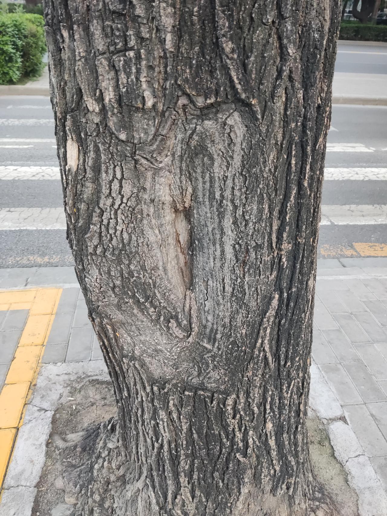 这颗树一定生过吧。。。