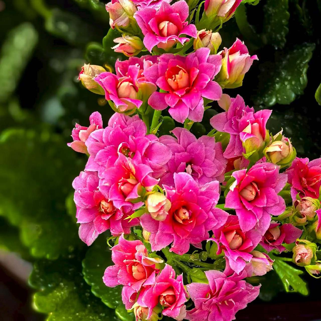 晒一张你拍的花这张图片拍摄于上海，花团锦簇分外芬芳。