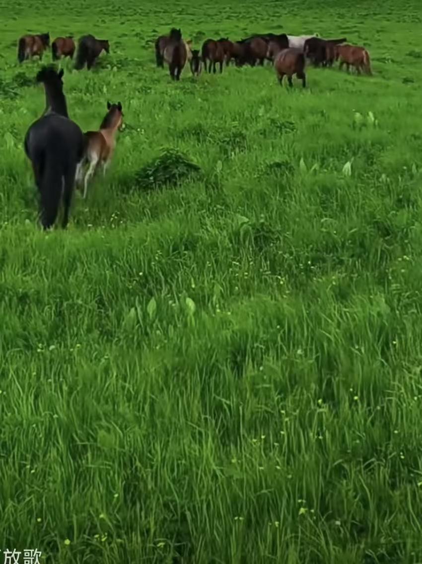 草原放歌
遥天积翠锁层峦，
碧野连天草色宽。
群马踏风归远岫，
一腔清兴寄云端。