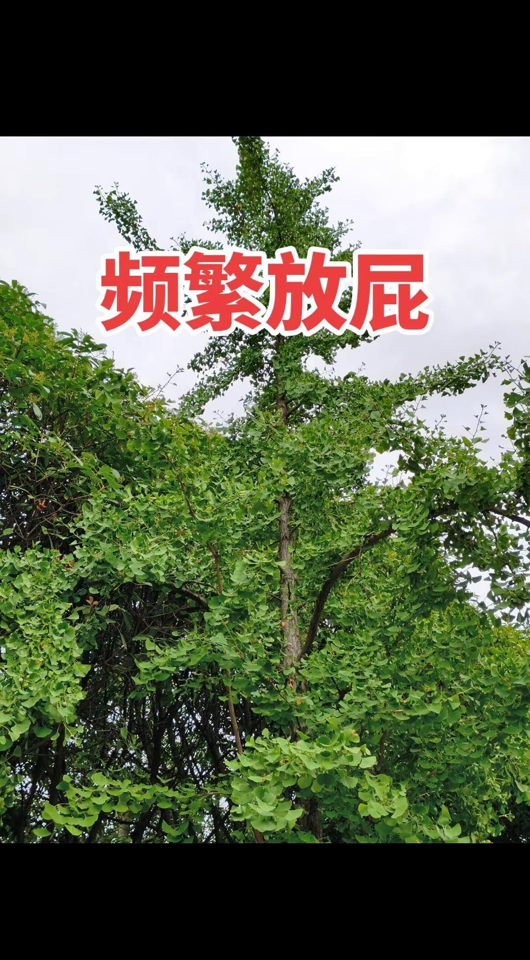 好消息！丁俊晖刚拿下世锦赛首轮胜利，10比5击败吉尔伯特顺利晋级16强～下一轮直