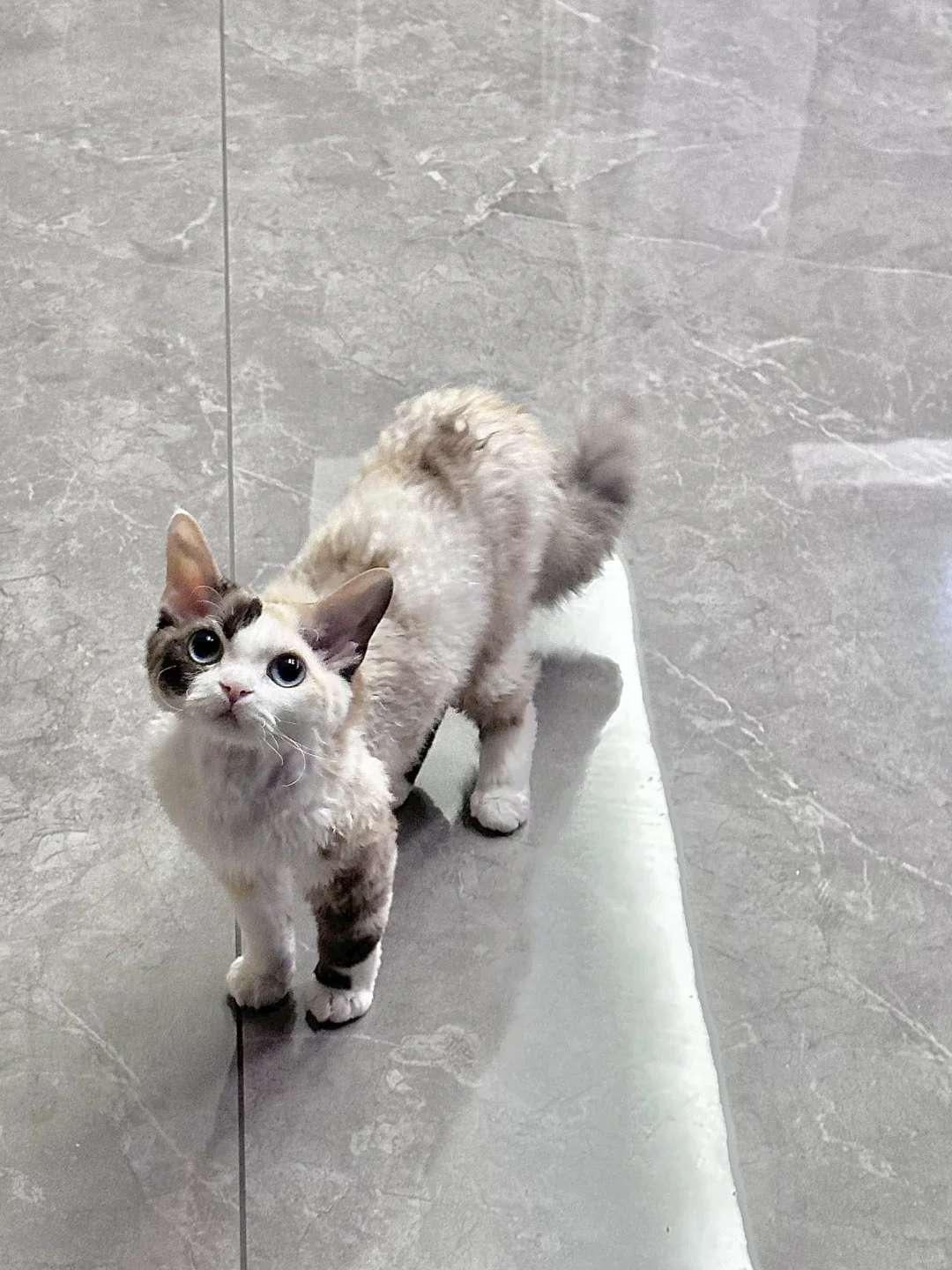 当我养了一只Reallycat后…