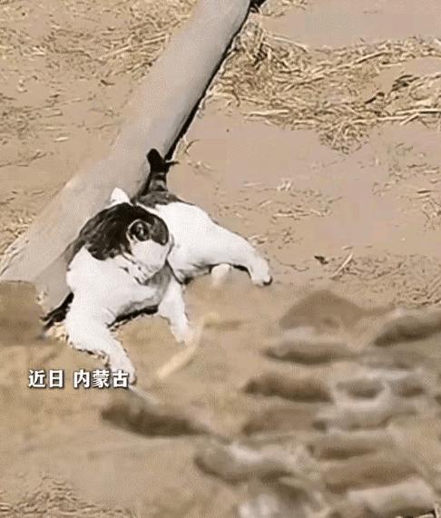 这只猫太牛了！内蒙古一牧民家的猫，整天瘫在院子里晒太阳，主人正想吐槽它懒。走近一