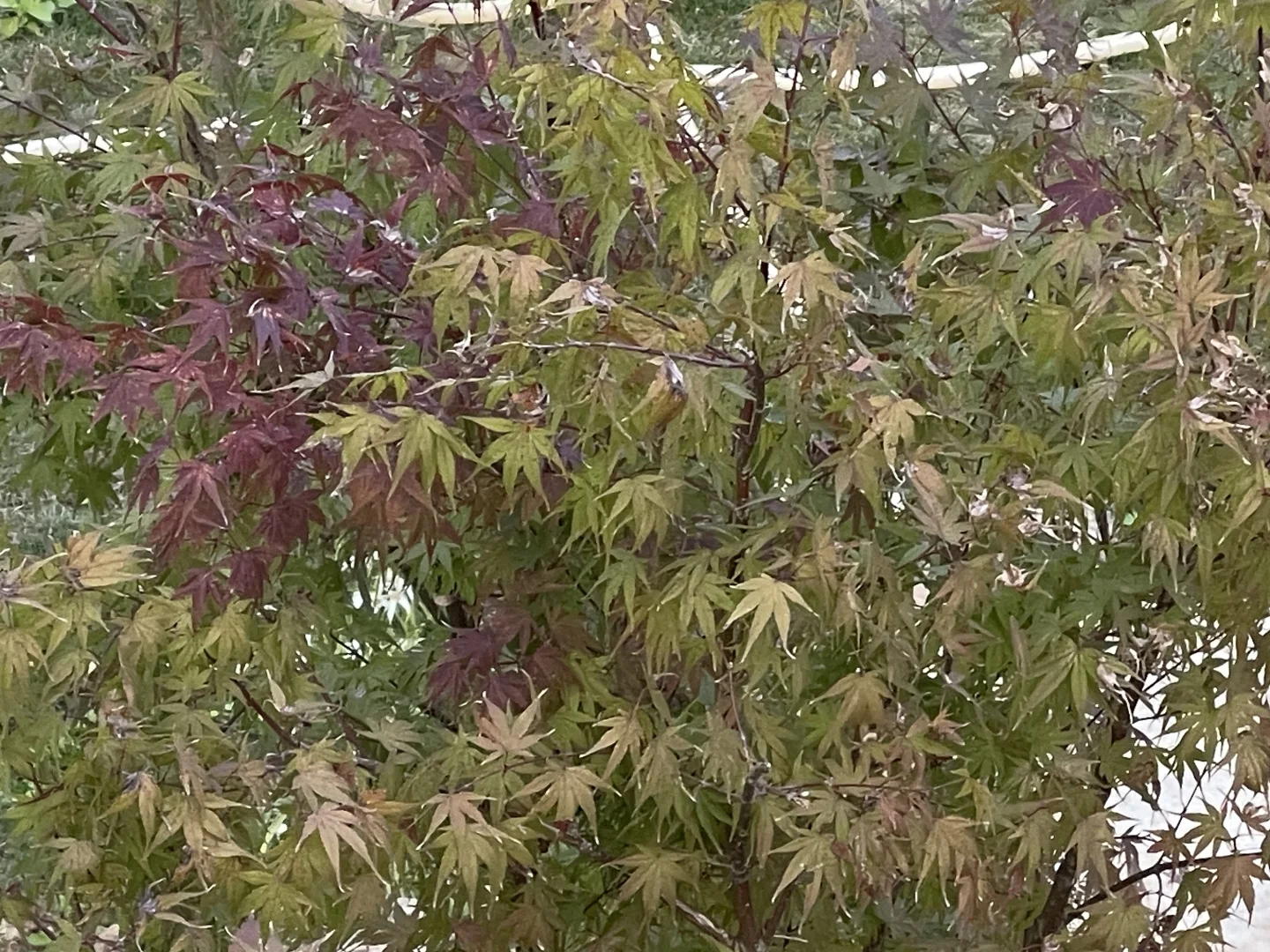 花园秋色 每天都在挖呀挖