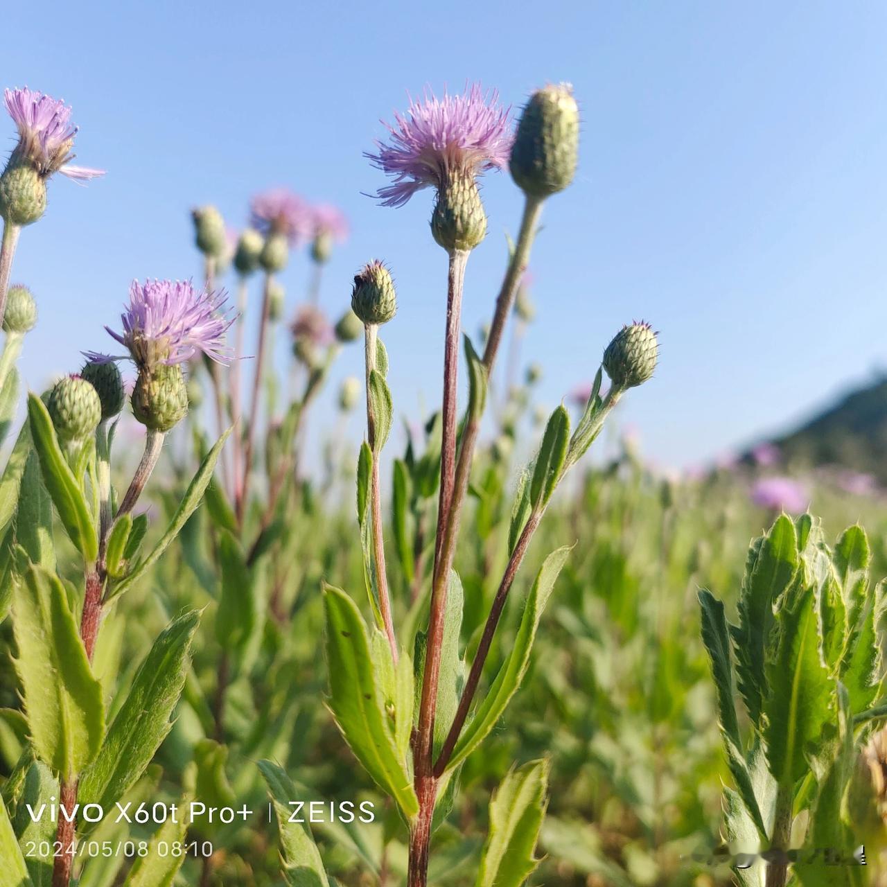这是一种什么植物？今天早上去公园山上锻炼身体随手拍下来的，应该是野生植物，经常见