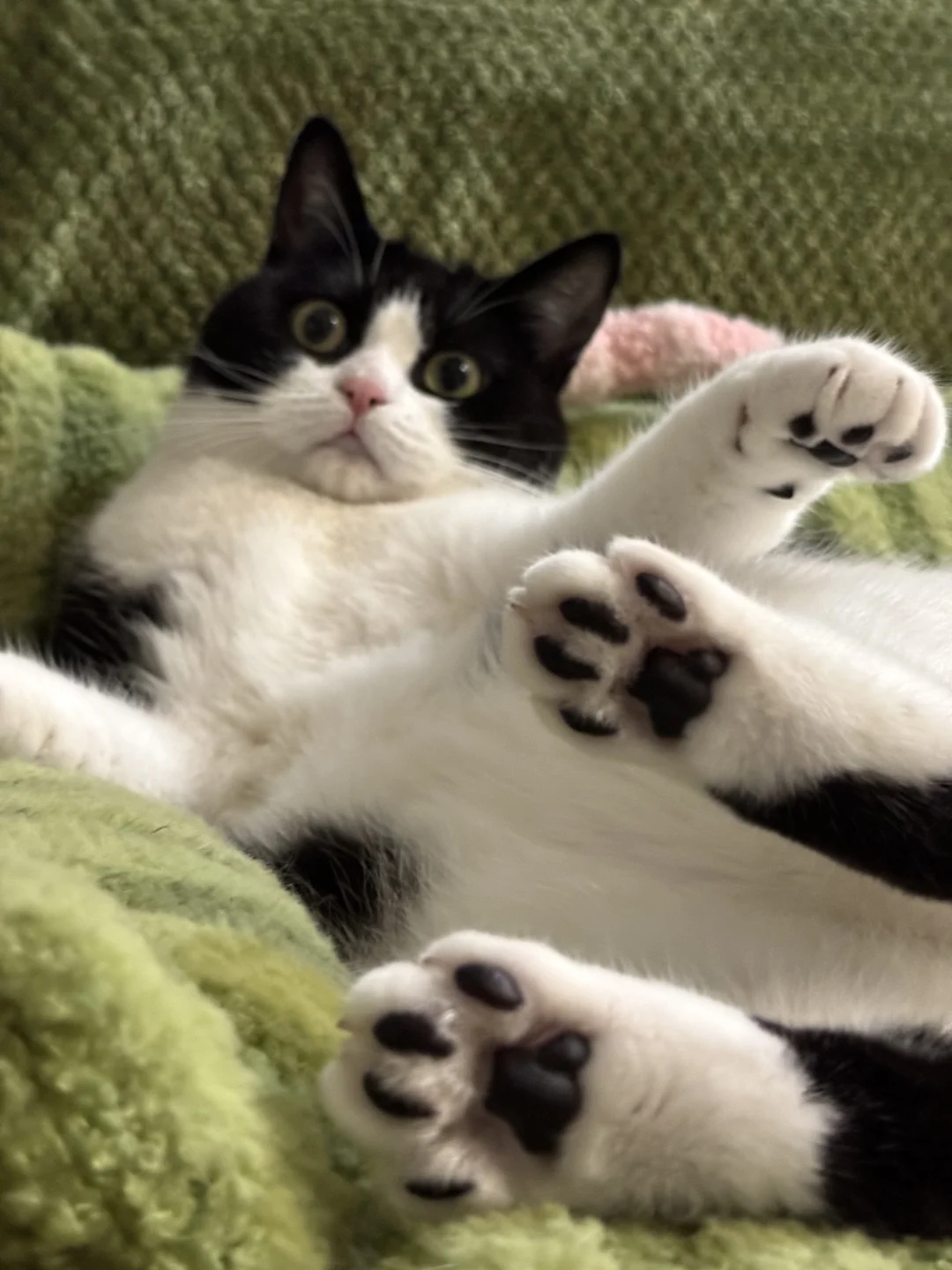 以防你没见过咪的黑jiojio