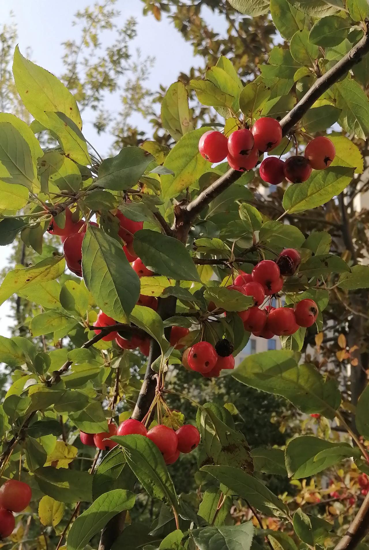 诚邀下联
对下联：夏来果恋枝。