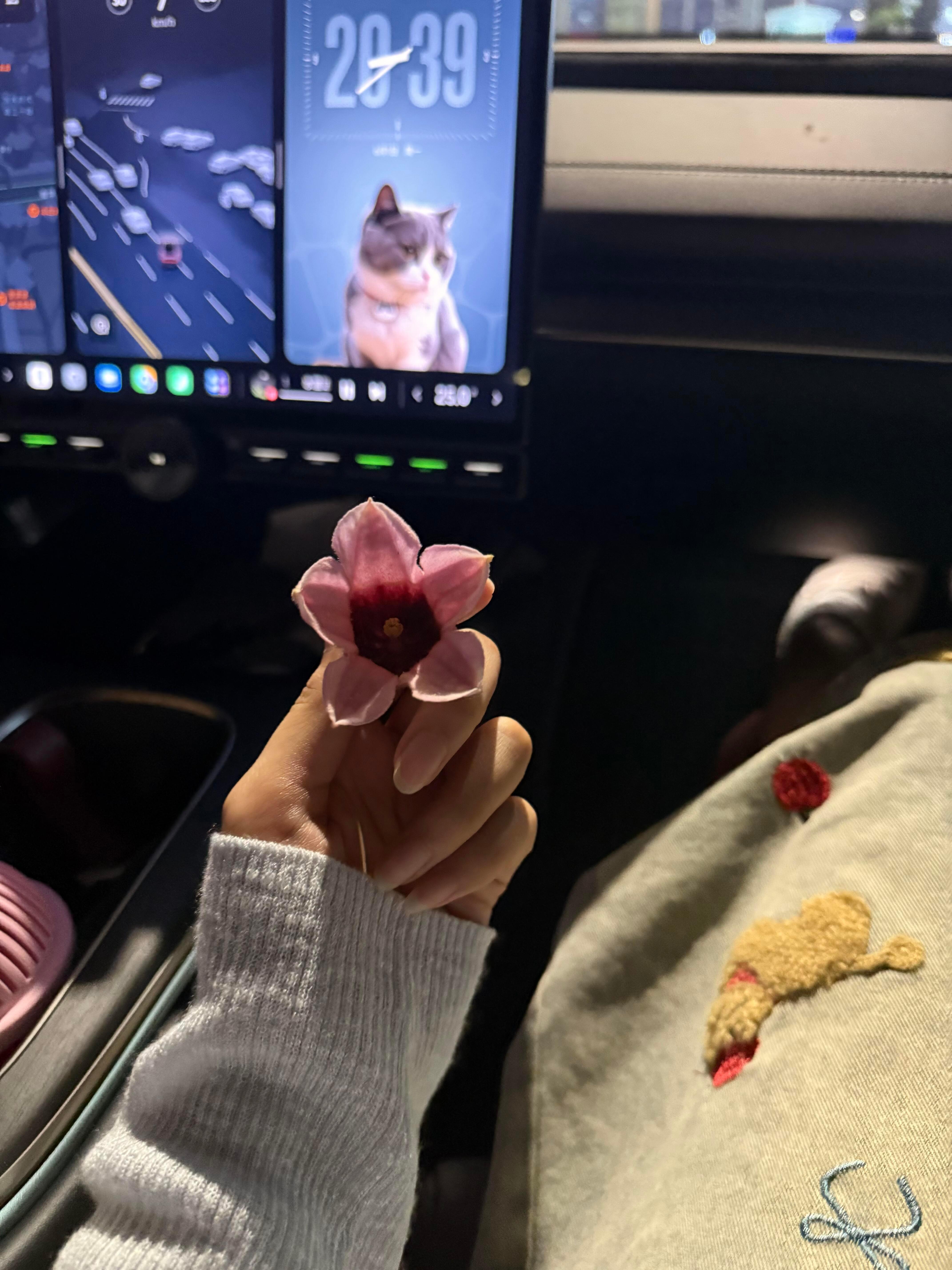 刺猬小姐,你好像真的长大了不少,以前你遇到任何事情,第一件事就是掉眼泪,而现在的