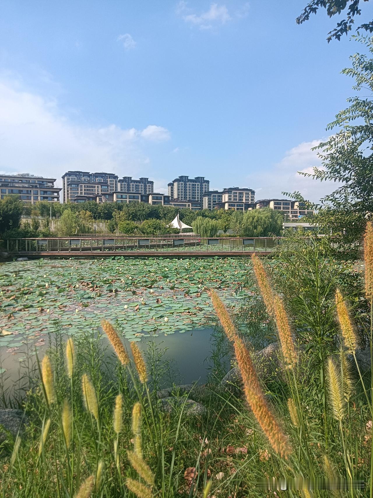 今天下午我再次来到咸阳空港新城附近的城市中心公园，许多人都知道这里也是一个能看飞