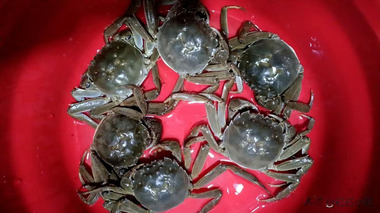 哈哈，刚挑了几只肥美的大闸蟹，一看就满黄满膏～
每年秋天就盼这口，蒸的时候不用放