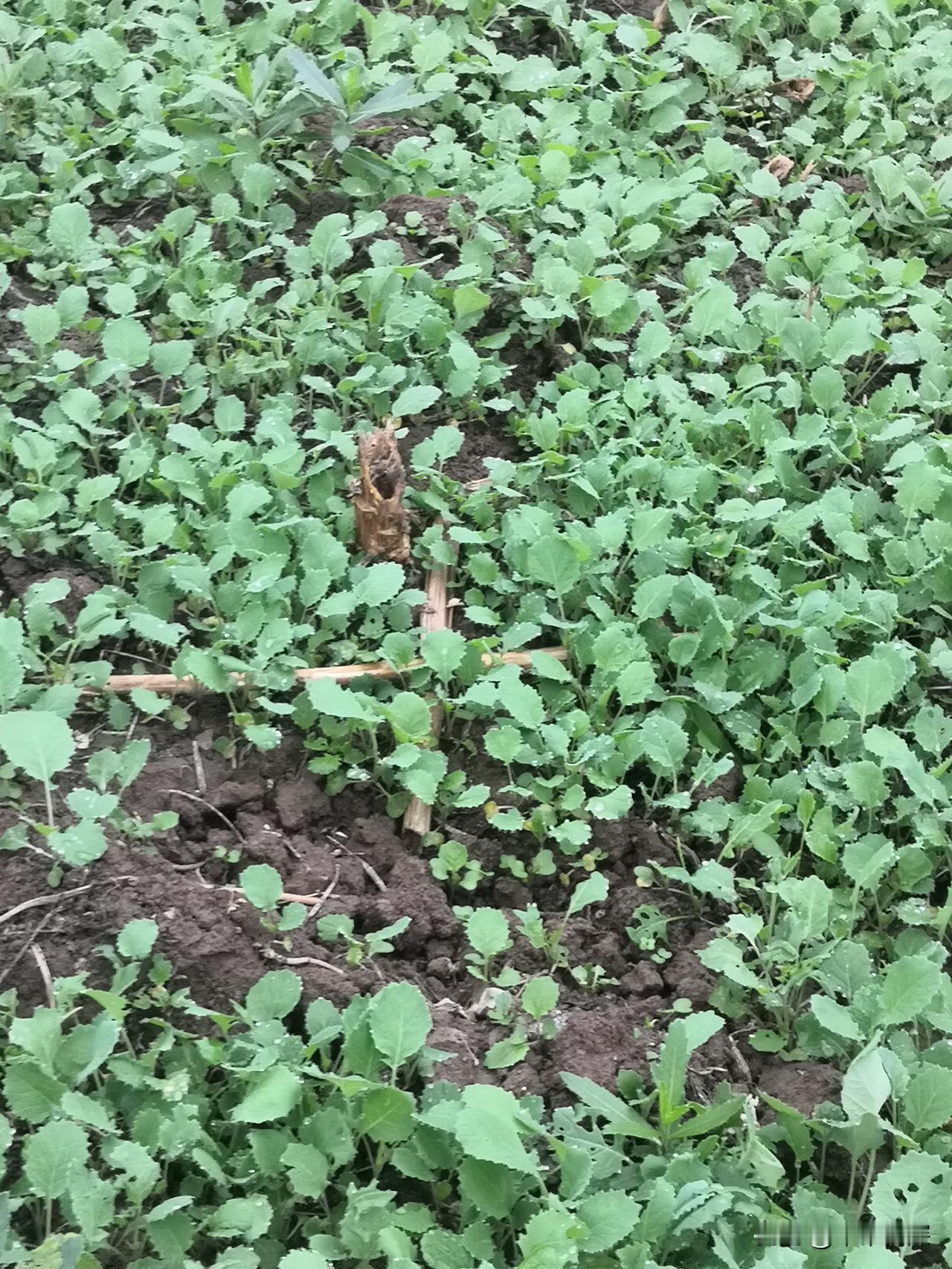 雨后的地里油菜籽苗苗长得很好。
天府粮仓四川中江农村，大家知道想说什么，也就是说