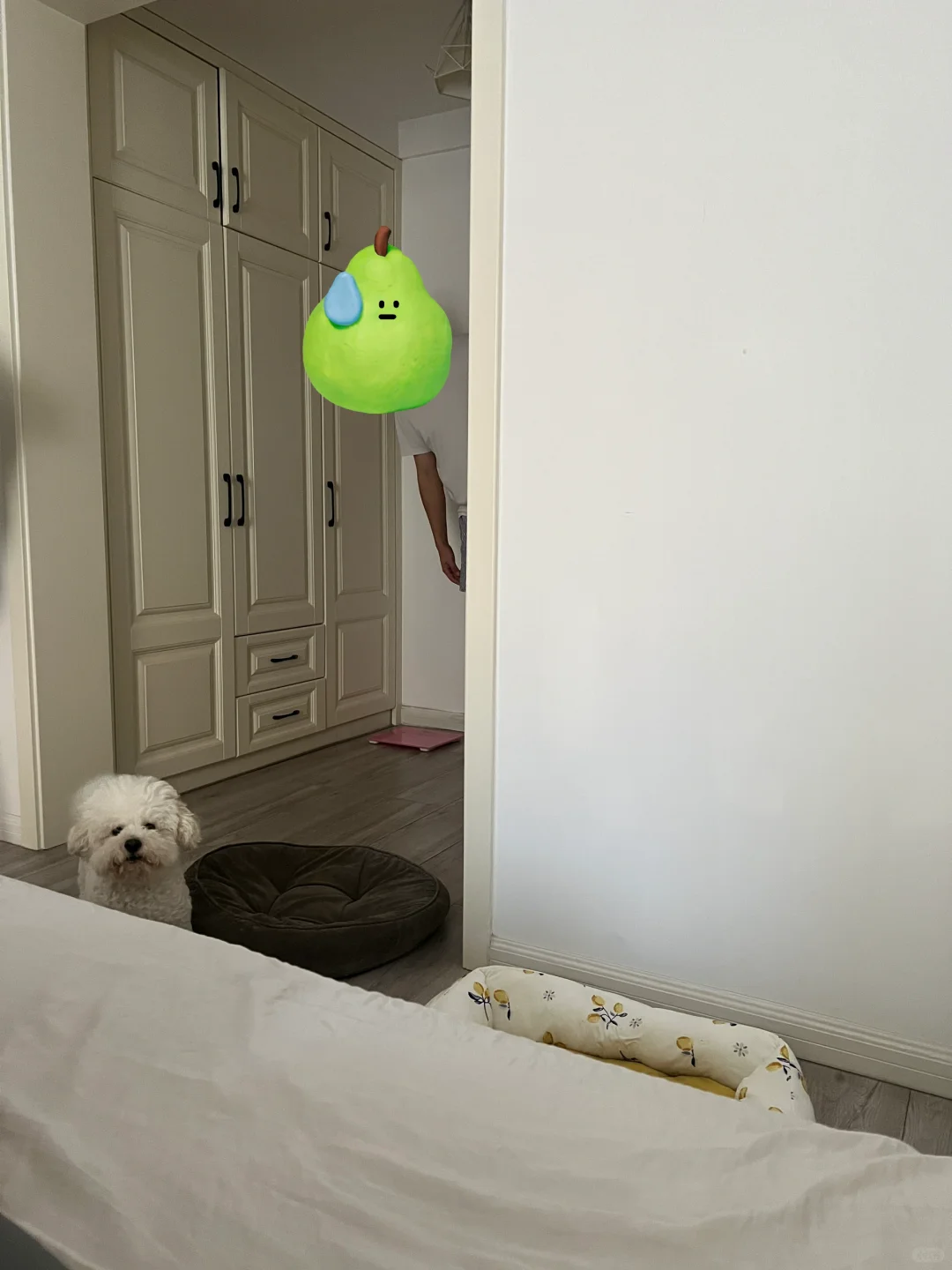 我家的早睡早起监督员😅