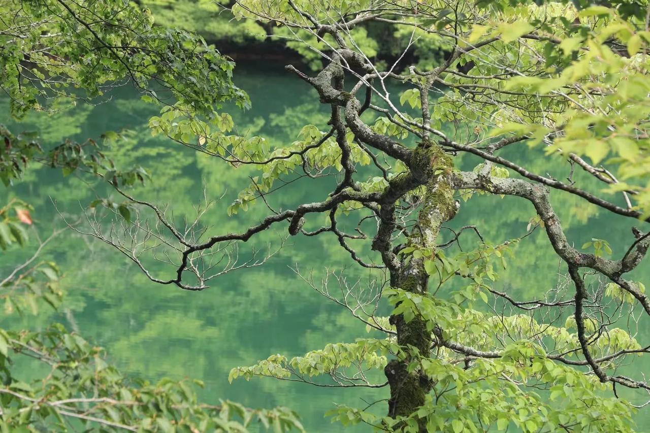 世界遗产日本清森白神山地十二湖景区，拍摄于9月4日。
时隔三个多月，13日将再次