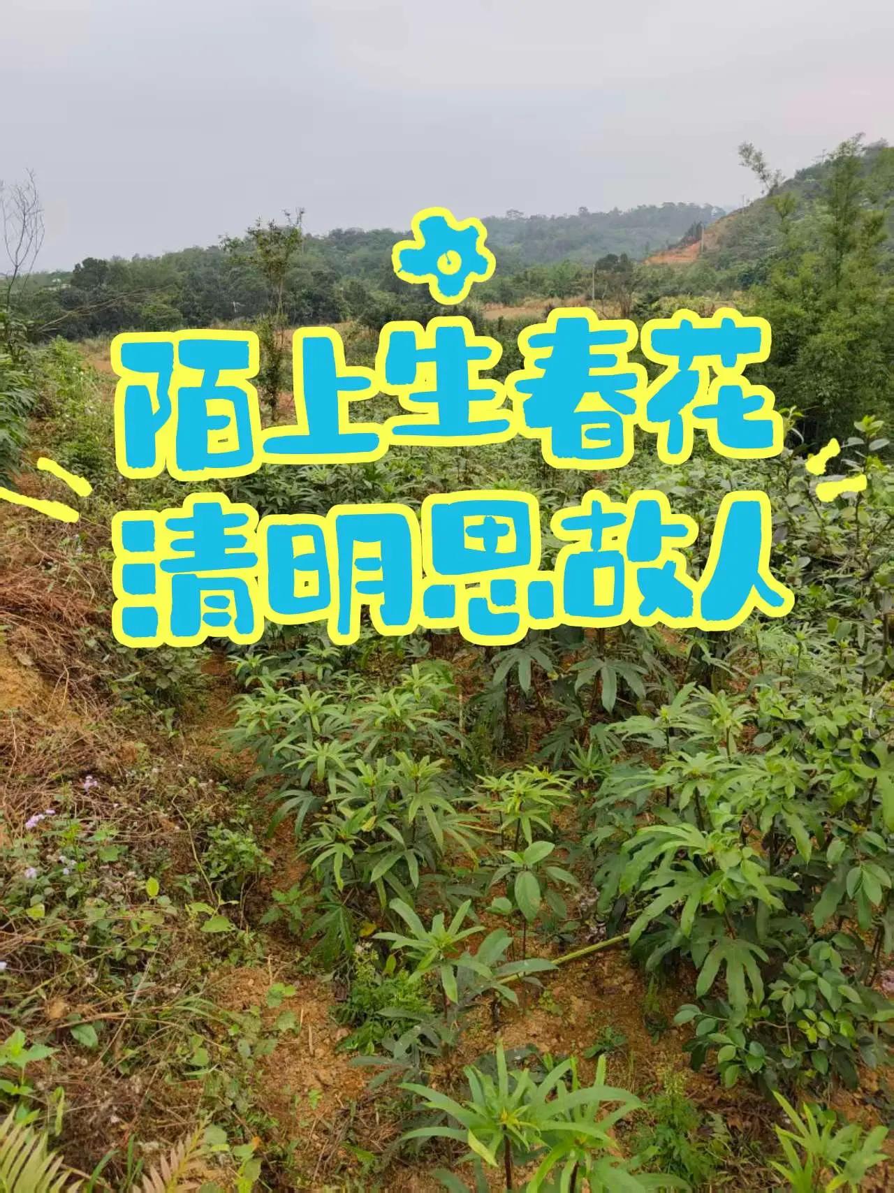 陌上生春花，清明思故人。友友们来我家乡玩 乡村生活一般人不知道是什么 清明时节雨