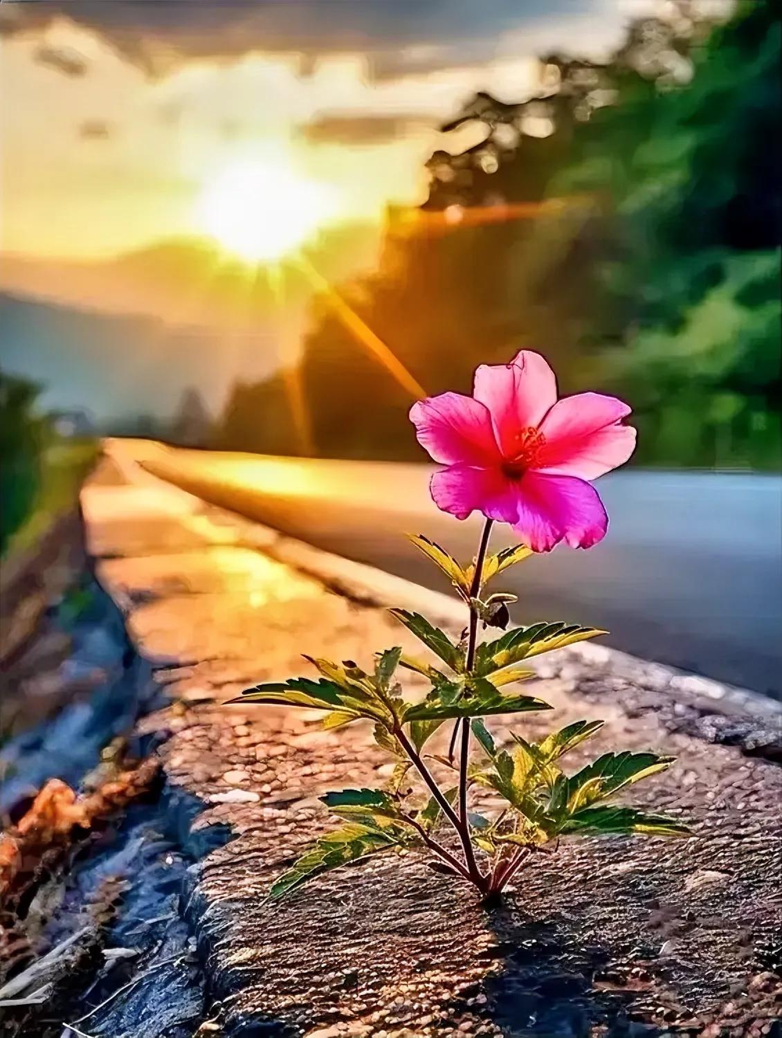 顽强的生命。
这是一位网友在评论区发出的照片：夕阳下，一株花儿迎着逆光，绽放着鲜