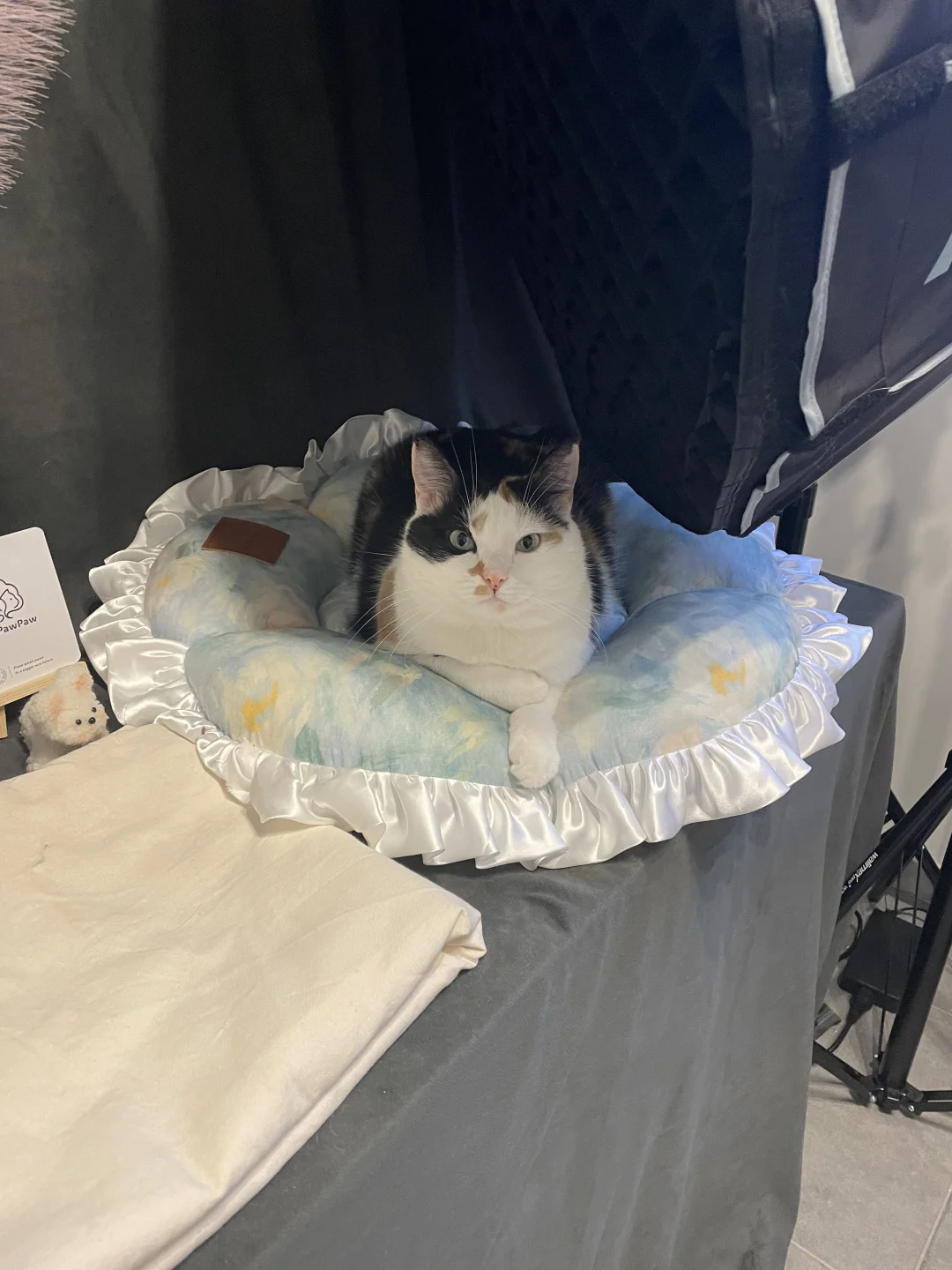 莫奈的花语🌱🌼