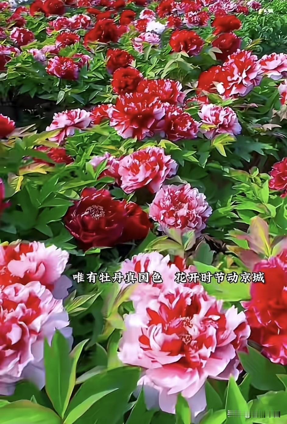 牡丹颂
＿＿＿郭赋林（釜麟）

（一）
富贵天成品自崇，
霞裳玉骨傲春风。
何须