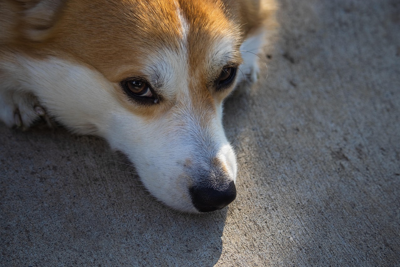 云锋基金约3000万美元领投Corgi，投后估值冲到40亿美元。AI做小微企业核