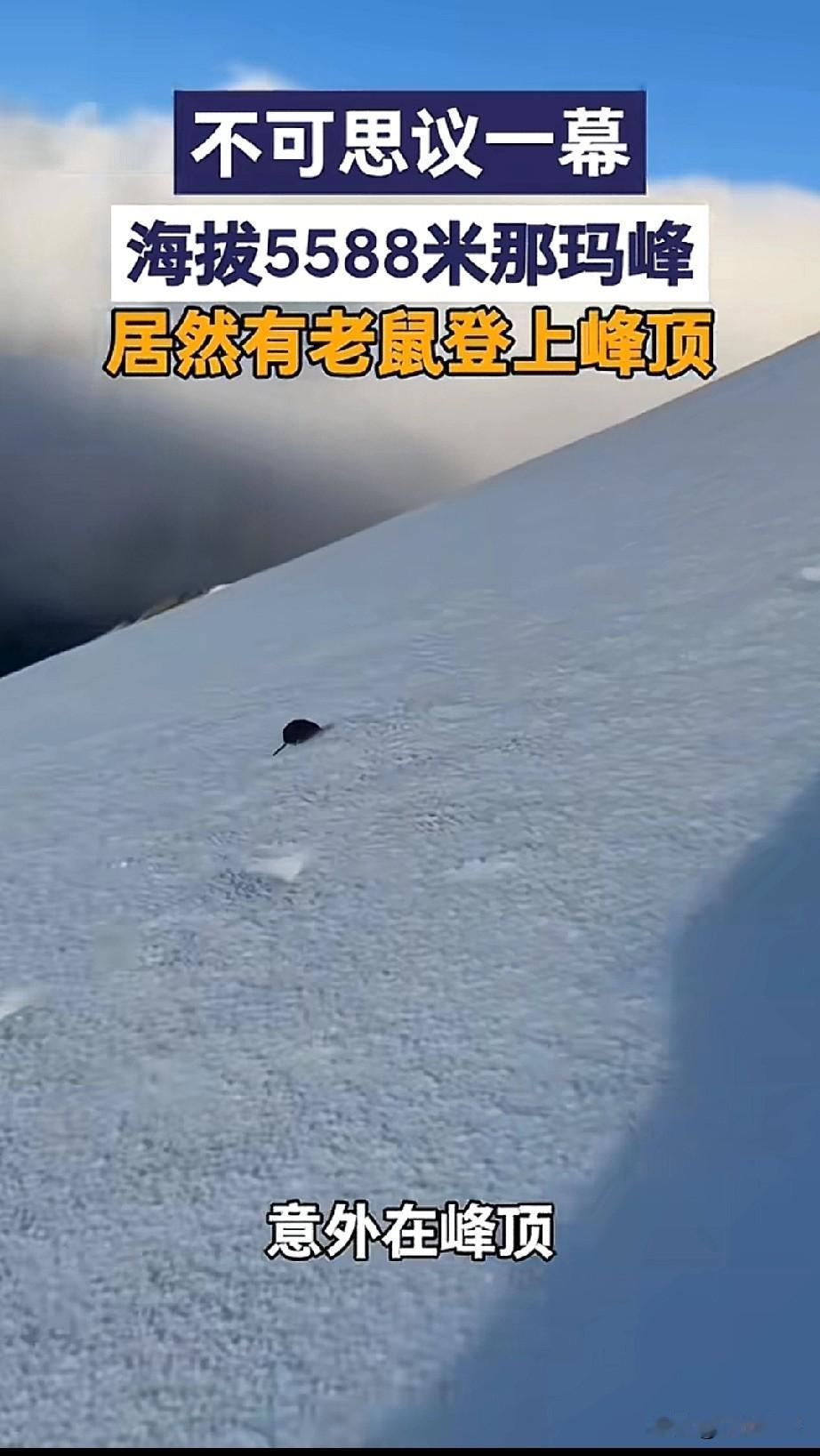 登山爱好者们破防，海拔5588米的那玛峰居然有老鼠登顶。人家可是没靠一点装备哟，