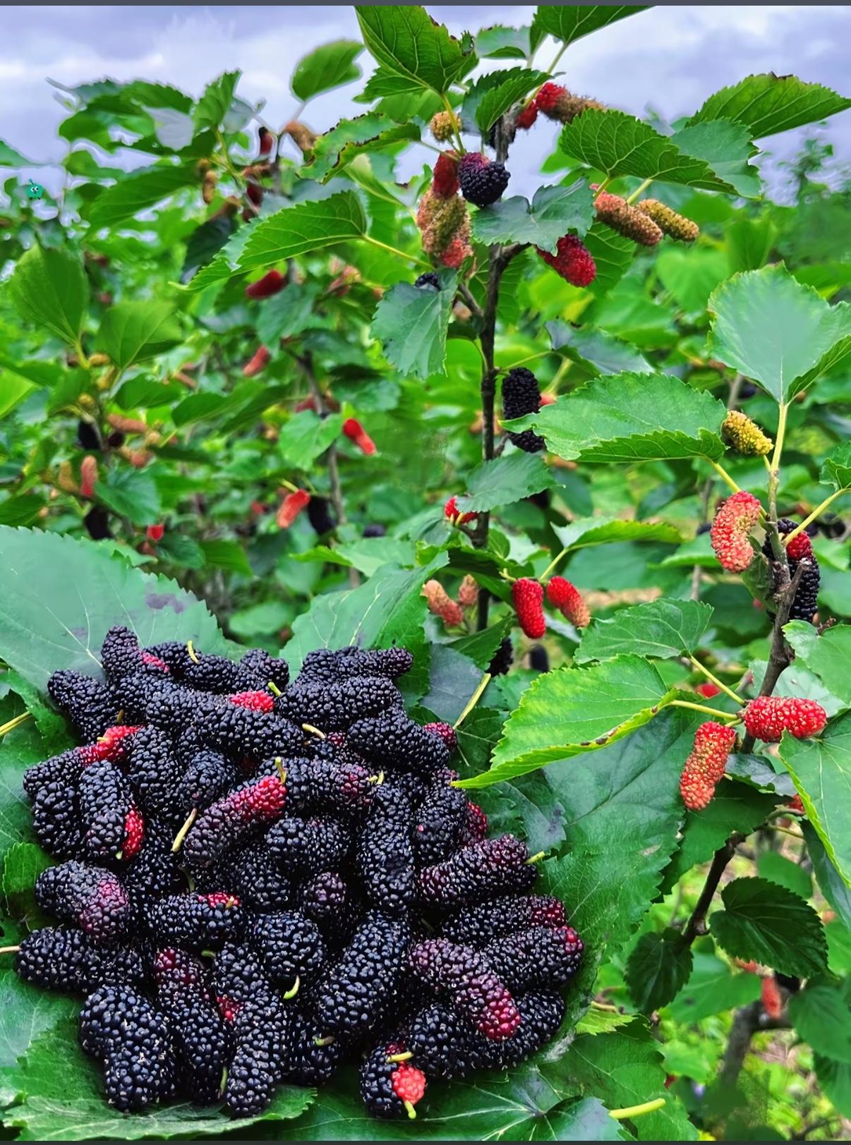今天来讲一讲“花青素”含量高的食物：
1、黑枸杞，花青素含量3900mg/100