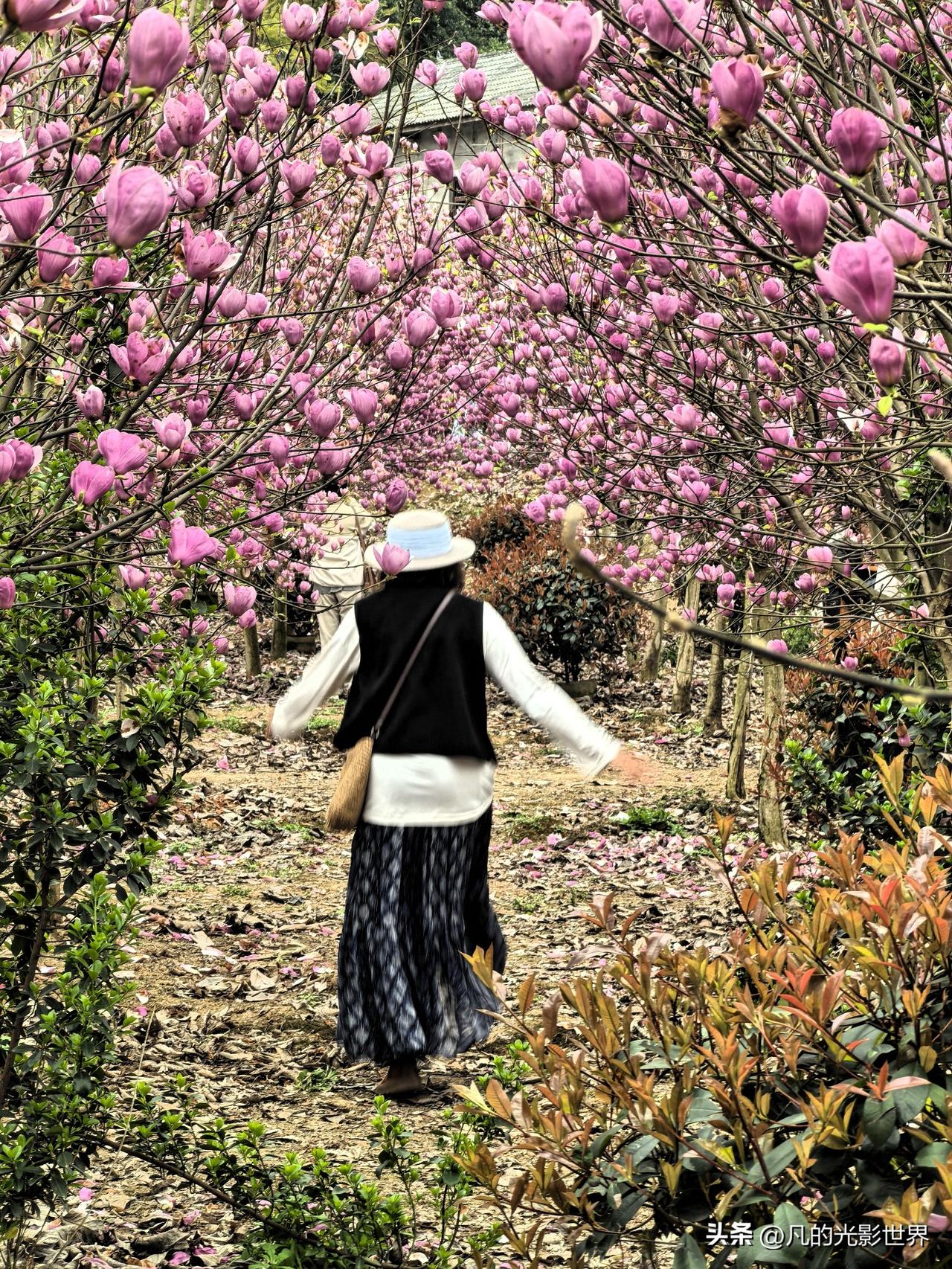 重庆的春天简直美炸了，尤其是玉兰花盛开的时候。我去打卡了重庆春天玉兰花的天花板之