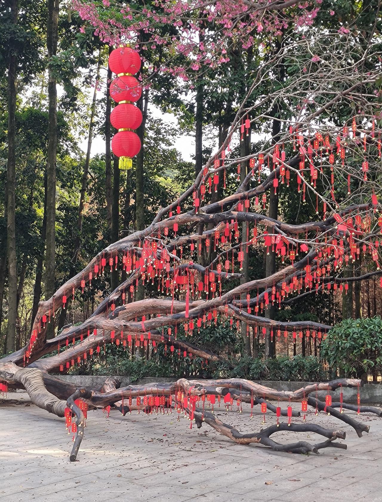 森林中的休闲时光
📍广州 广州市帽峰山景区-红枫园
天天领红包
非常适合徒步和