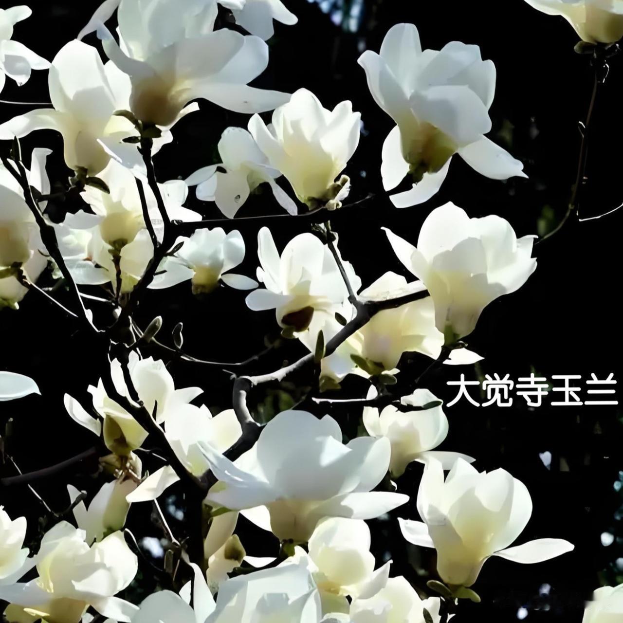 初春的北京，正是观赏玉兰花开的好时节。现推荐京城内几处最值得打卡的玉兰花观赏地。