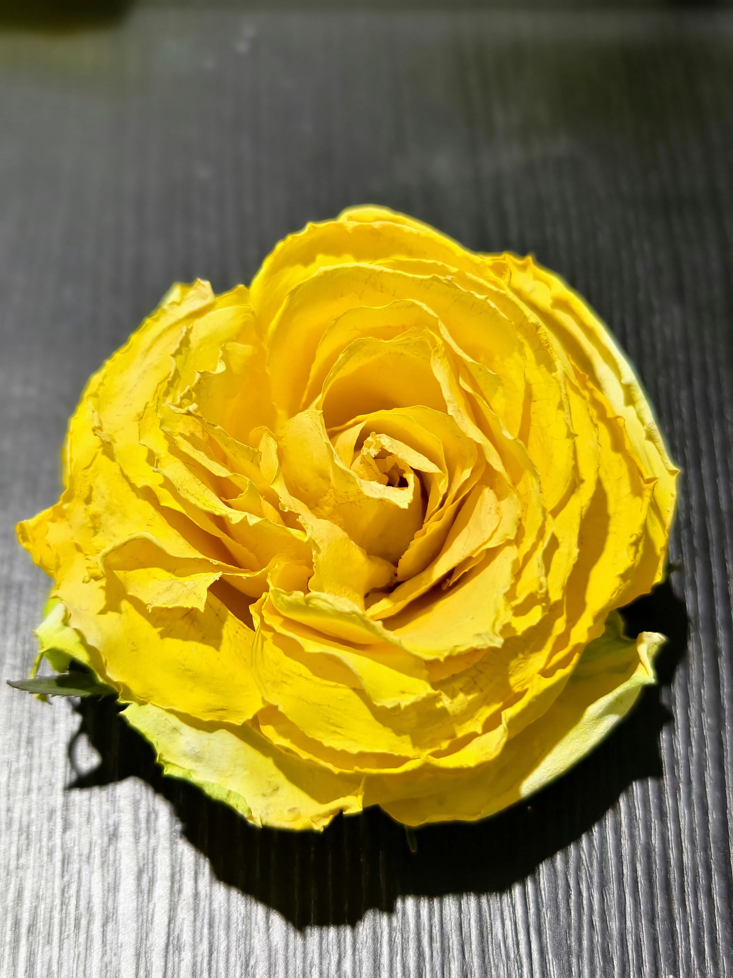 嘿嘿嘿我是做干花的天才（骄傲挺胸.jpg） 