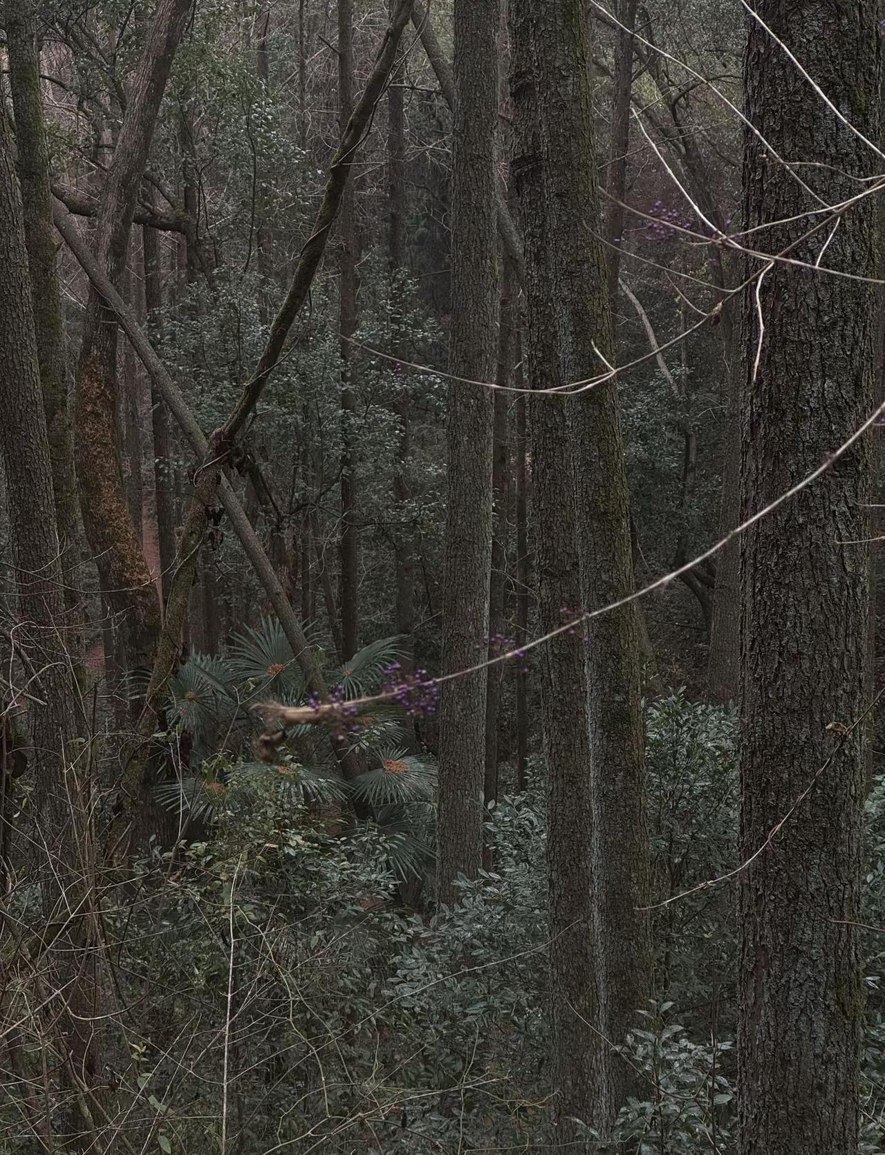浙江版哀牢山 不下雨等于白来