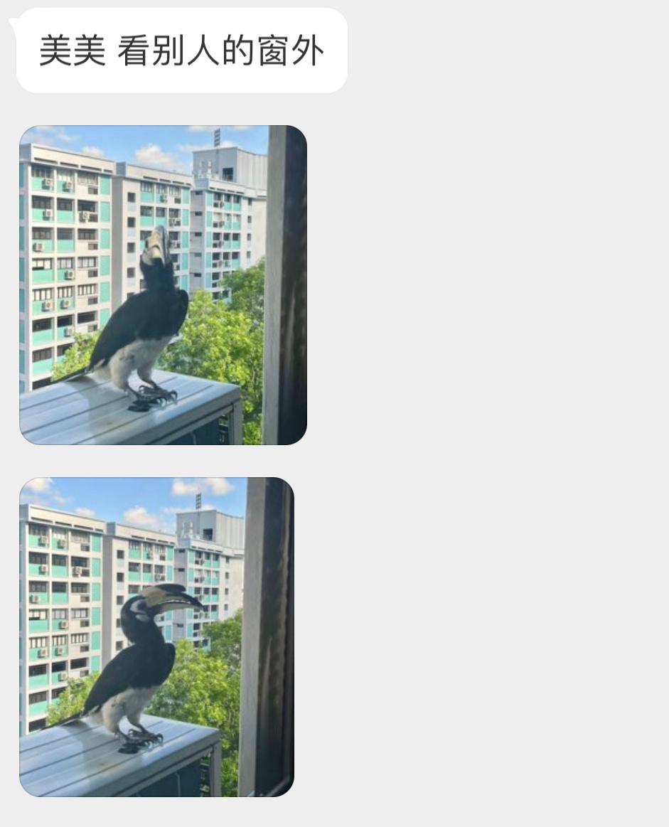 窗外飞来一只【冠斑犀鸟】[开学季]太酷了 ​​​