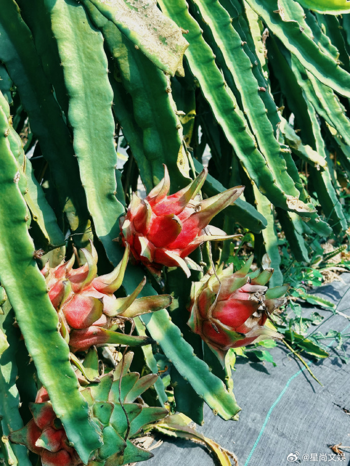 赵小童学习结束之余在西双版纳小溜一下  赵小童小溜一下西双版纳  家人们，快来围