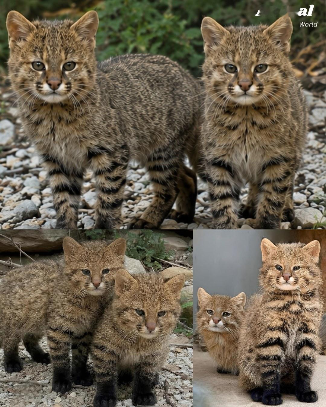 每天认识一种新猫猫~Brazilian Pampas Cat （Leopardu