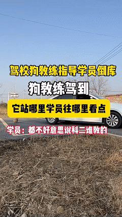 笑不活了，这下驾照真跟狗学的了！近日安徽阜阳，驾校老板在一年前收养了一只小狗，一