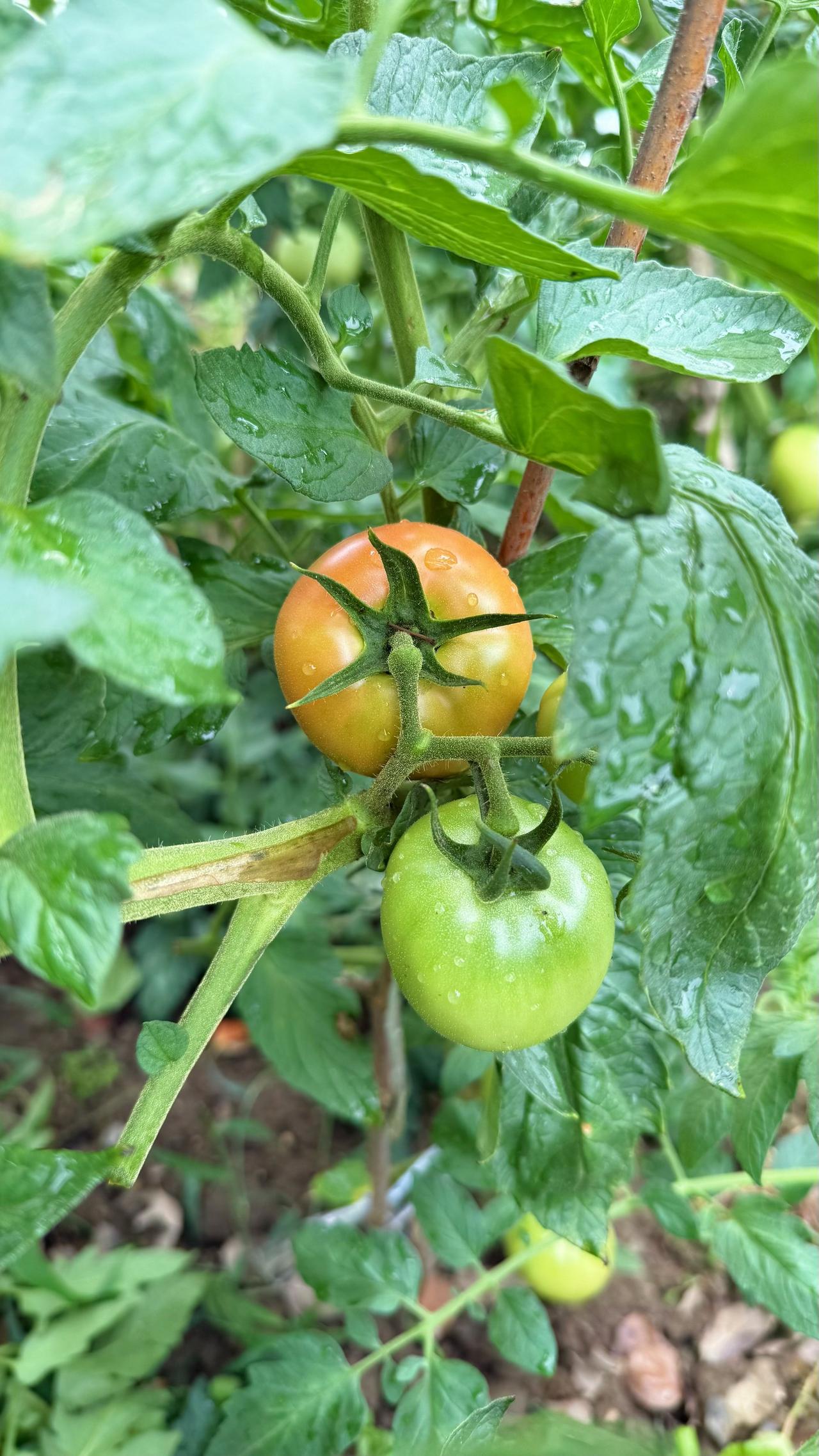 老家的夏天，是蝉鸣不止，蛙声一片！