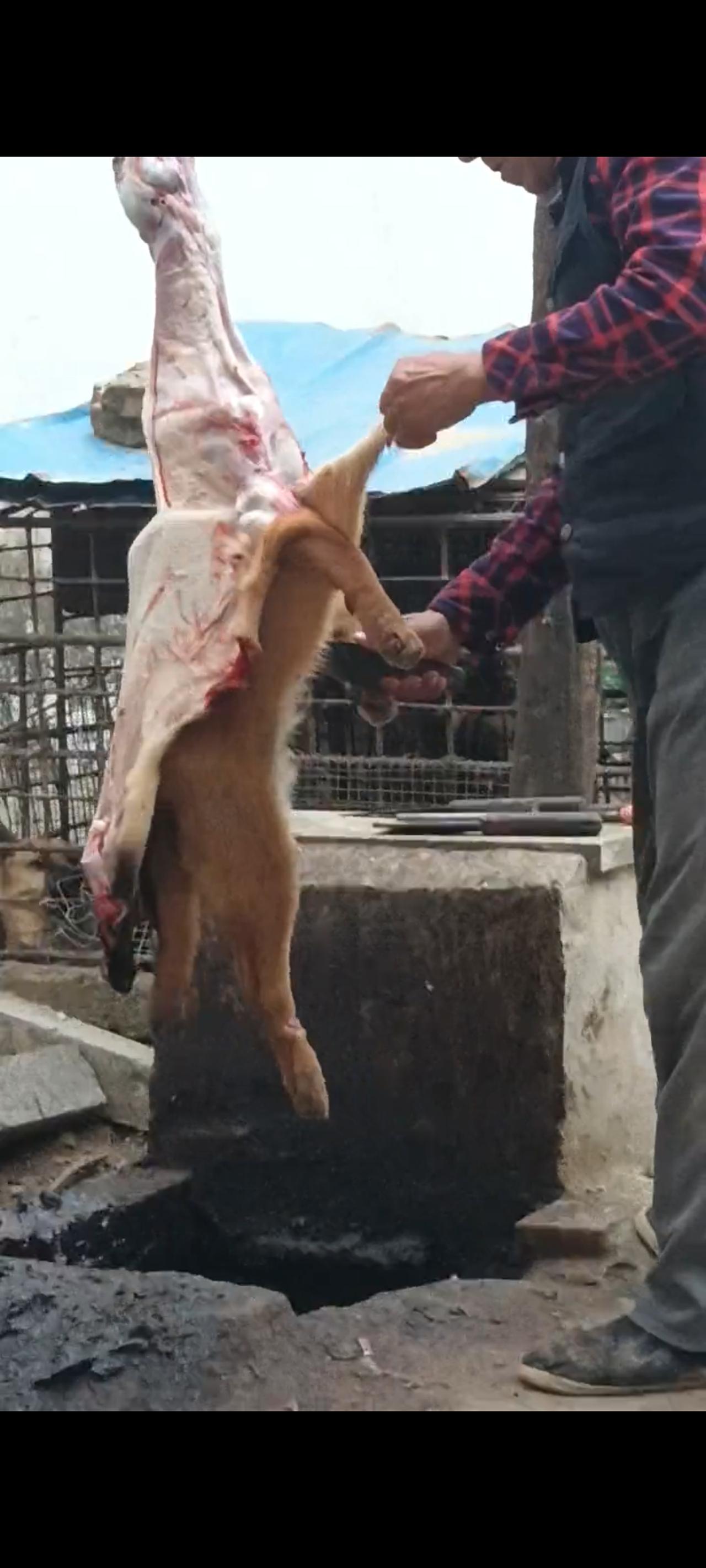 这段让人流连忘返、难以割舍的视频画面，是一位路人在市区郊外的一处凉亭内所拍摄下来